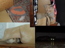 Мои. Кот прячется просто так, пёс - когда кот достаёт.