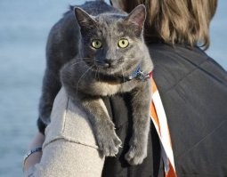 Когда мы выносили одну из наших кошей гулять, то первое время она совершенно не желала спускаться на землю и чувствовала себя спокойно только в сумке. Пряталась. Правда, хоть одним глазом, но наблюдала за происходящим вокруг :)