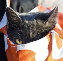 Когда мы выносили одну из наших кошей гулять, то первое время она совершенно не желала спускаться на землю и чувствовала себя спокойно только в сумке. Пряталась. Правда, хоть одним глазом, но наблюдала за происходящим вокруг :)