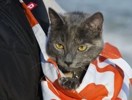 Когда мы выносили одну из наших кошей гулять, то первое время она совершенно не желала спускаться на землю и чувствовала себя спокойно только в сумке. Пряталась. Правда, хоть одним глазом, но наблюдала за происходящим вокруг :)
