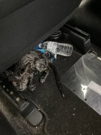 "...Сегодня спас кошку на автостраде. Без колебаний! Немедленно съехал на обочину и выхватил её из потока машин...".  
 -   Но кошка осталась недовольной: "Не мог свой срачельник убрать, прежде, чем меня спасать!" Женщины..... .