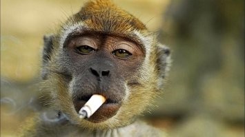 Обезьяна обокрала туристку, пока та пела и плясала