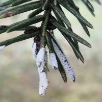 Это - особый род плесневых грибов, "гриб-животное" под названием Стемонитис осевой.