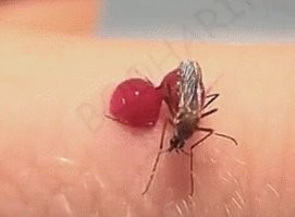 Жадность фраера ...