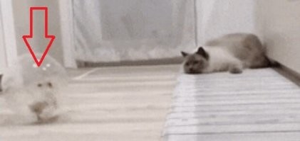 Кошачьи гифки