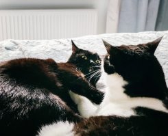 А у нас с утра махач намечается