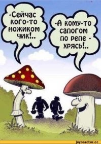 Грибы нужно срезать или выкручивать?