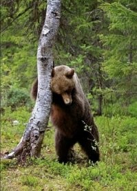 Пьющий медведь - горе в семье: балалайку сломал, ушанку про.бал, реактор холодный...