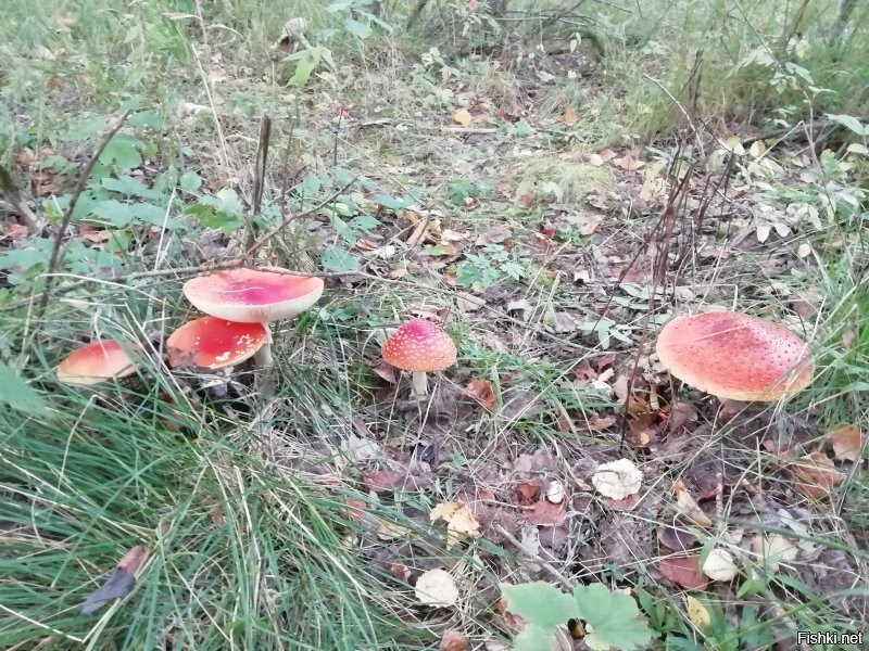 У нас тоже грибы красивые... И много..