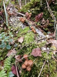 Грибы нужно срезать или выкручивать?