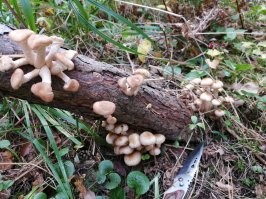 Грибы нужно срезать или выкручивать?