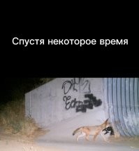 Храбрая кошка прогнала койота со своей территории