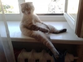 Котя пришёл к нам, на дачный участок, маленькое, вислоухое чудо. 4 года вместе! Сделал ему ДР 3 сентября,каждый свой ДР он слушает Шафутинского.