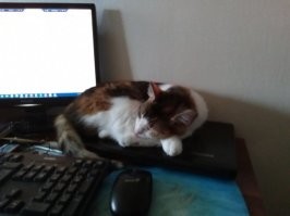 Имхо, что значит если? Я после работы зашёл в минимаркет и из под холодильника [зима] вышла прынцесса ~ тощая, рыжая в ладоне умещалась... как не забрать? Купил Вискас для котят, умная кошка была... А сейчас, тоже 10 лет назад взял... Вполне выросла бегает как прогрев шин у Ф1, а также файрволом занимается