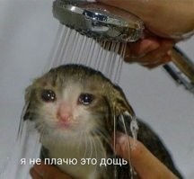 Котенок вылез из унитаза в одной из квартир в Ленинградской области