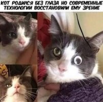 15 удивительных и забавных привычек домашних животных