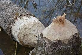 Бобр какой-то недоделанный попался, вот работа нормального бобра!