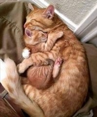 16 очаровательных домашних питомцев, которые подарили миру свои мини-версии