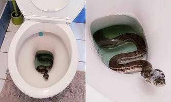 Котенок это еще подарок))))