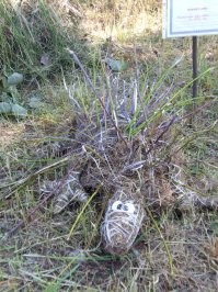 Гигантские соломенные скульптуры на японском фестивале искусств