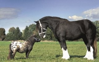 Б"я, какая бредовая подборка! 7 лет х/б перчатке!!! Он что, ее надевал только на НГ, чтоб поставить елку?
"Размер хаски и размер волка"- стрелял волков, были и здоровенные-от хвоста до носа 2,3 метра, а были гораздо мельче.
"Разница в цвете яиц с нашей местной фермы и яиц из продуктового магазина" - все зависит от корма и возраста куриц.
О водяном фильтре умолчу, ибо у меня гораздо страшнее, после трех кубов воды, ибо это зависит от качества очистных сооружений, но поговорим о сравнении лошади и черепахи-какая порода лошади поставлена для сравнения? Фалабелла, или Шайр?