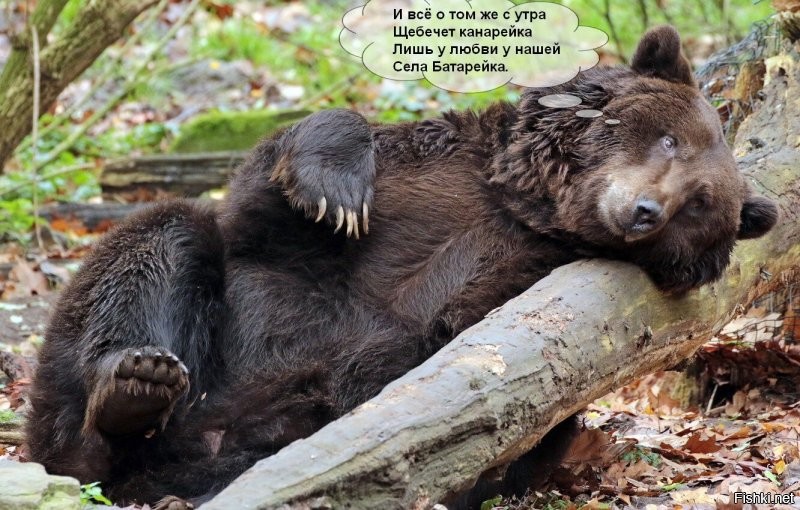 Биолог рискнул поменять батарейки на GPS-ошейнике медведя в зимней берлоге, но тот не спал