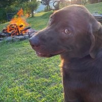 Сукин сын? Или сучья дочь? 

"Случайный кадр моей мамы".