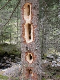 Дерево обработанное желной.

Не надо мне чушь городить. Я под звуки дятлов часто просыпался, они напротив окна яблоню долбили.
