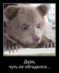 Забравшийся в автомобиль медведь застал девушку врасплох