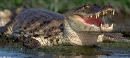Вообще-то это не аллигатор, а крокодил! V-образная морда и торчащие зубы.