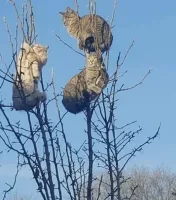 Это вторая картина Саврасова - "Коты прилетели". 
Первая была - "Грачи прилетели".