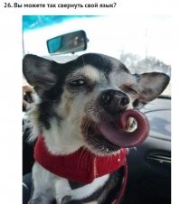 40 фотографий всякой всячины, которая вас развлечет