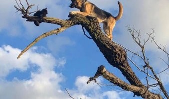 Ещё такой не хватает...