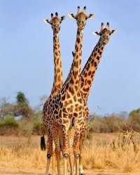 Змей Горыныч!  Африканская версия!