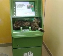 Введите пин-КОТ