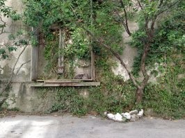 Наш дворовой :)