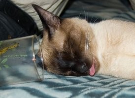 котовские - хороши!!! от себя еще парочку подкину...