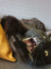 Красивые и милые котики