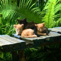 Красивые и милые котики