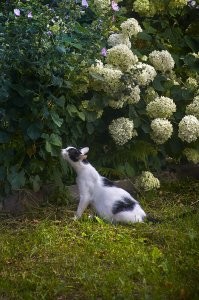 Красивые и милые котики