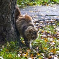 Красивые и милые котики