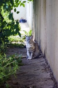 Красивые и милые котики