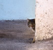 Красивые и милые котики