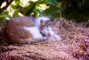 Красивые и милые котики