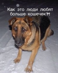 Собаки, которые проводили много времени с котами и переняли их привычки