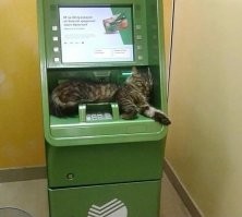 и попробовал бы ударить!!!