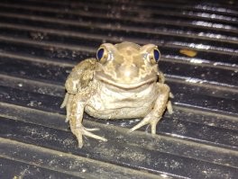 Живу сейчас в деревне. Перед сном часто выхожу на улицу проветриться. Почти всегда вот эта красавица сидит или на коврике перед дверью, или где-то рядом.