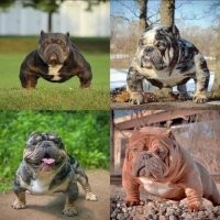 Тем, кто вывел эту "породу", нужно вырезать почки. И перебить руки. И переломать ноги.