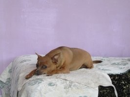 Кто подскажет что это за порода???