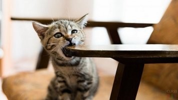 безудержное веселье